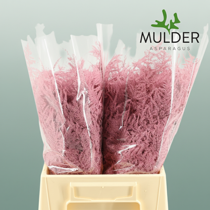 GR Asparagus Pink Dyed