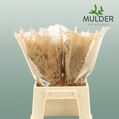 GR Asparagus Salmon Dyed