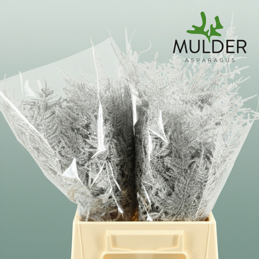 GR Asparagus Silver Dyed