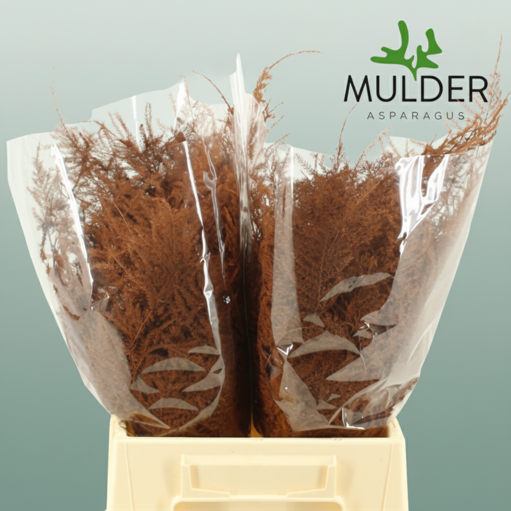 GR Asparagus Terracotta Dyed