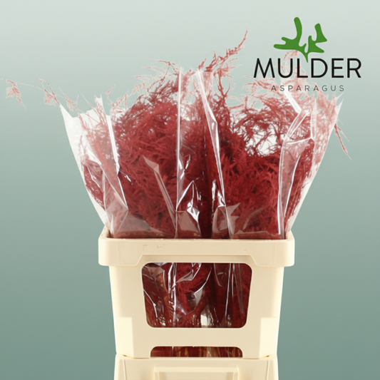 GR Asparagus Red Dyed