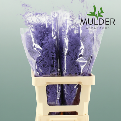 GR Asparagus Milka Dyed