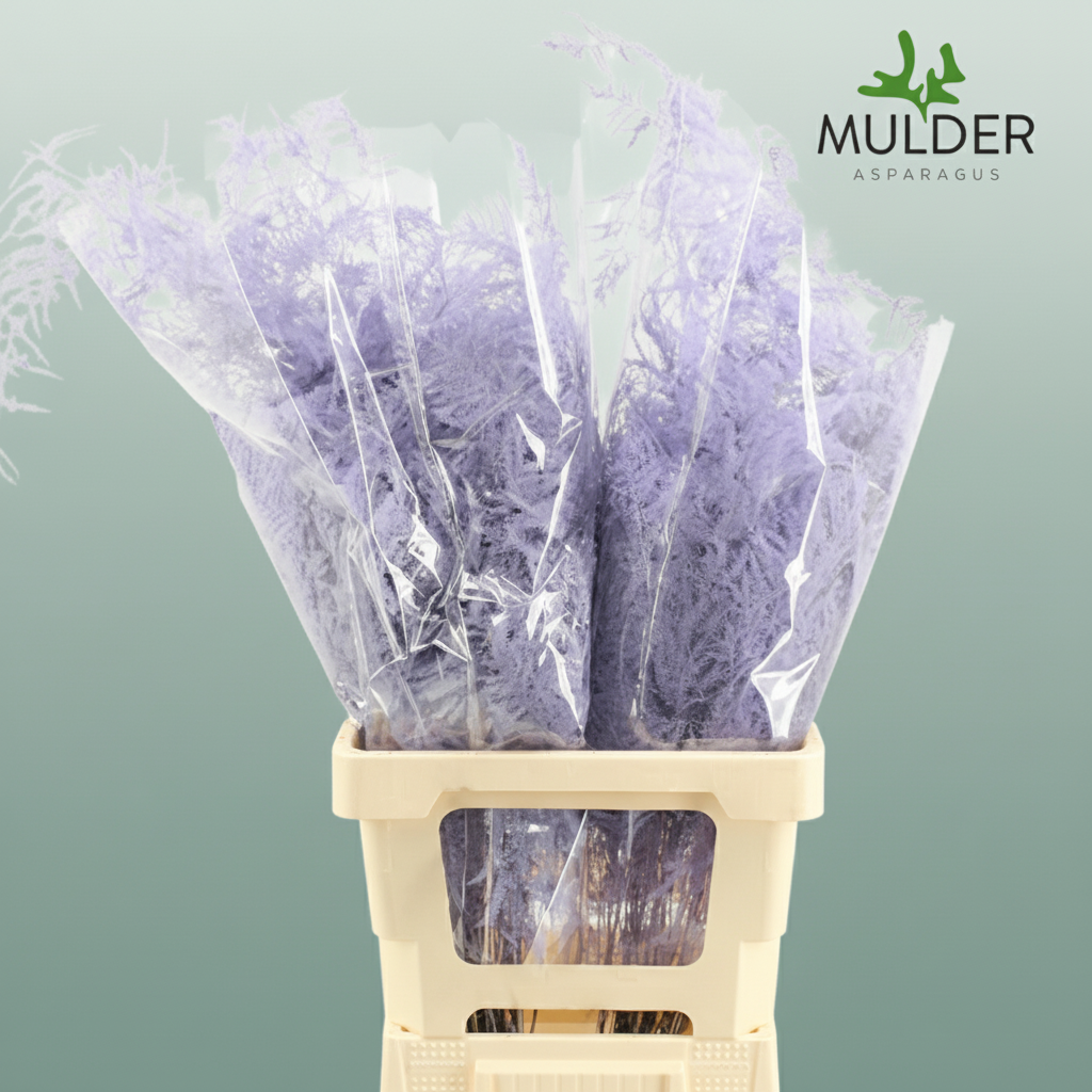 GR Asparagus Light Lilac Dyed