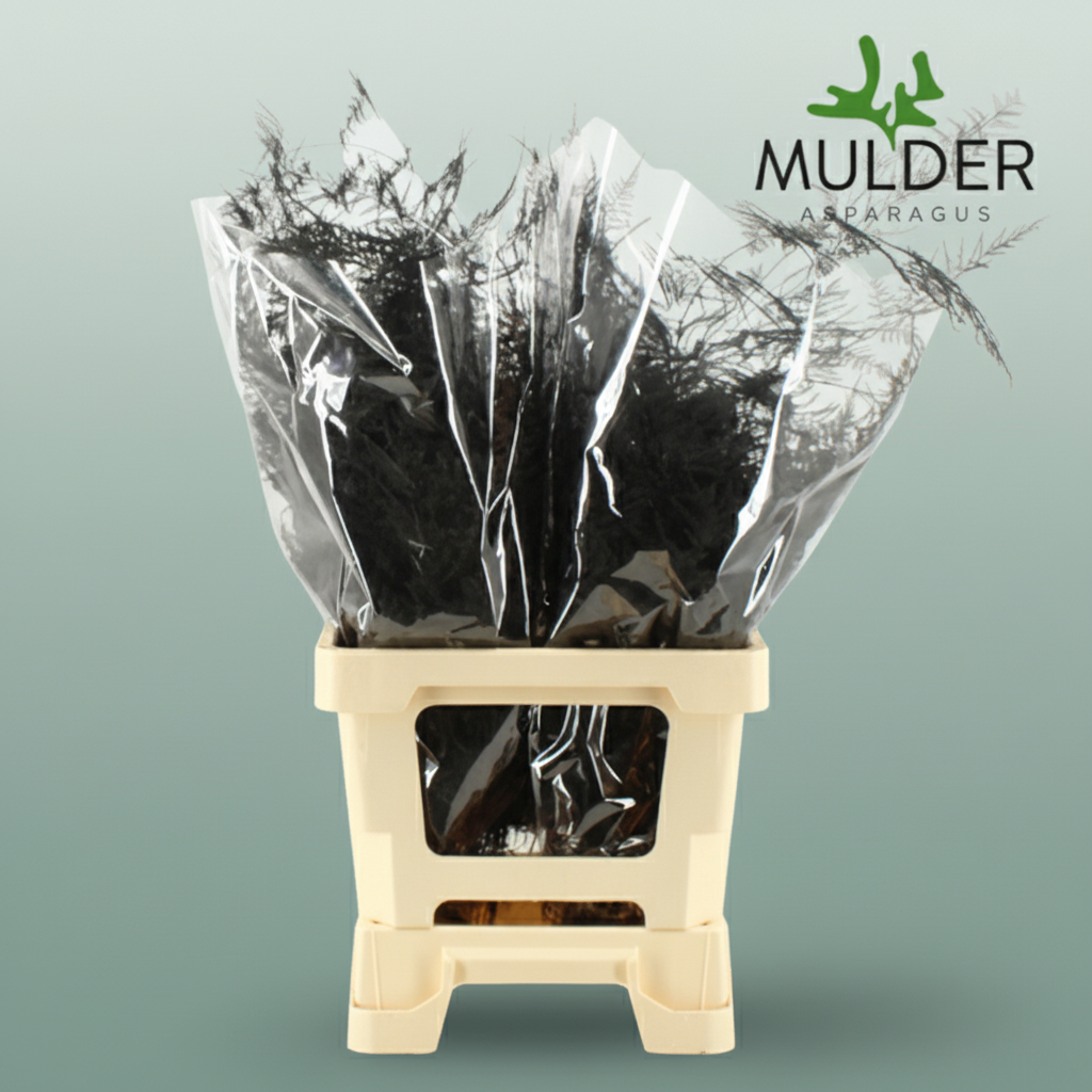 GR Asparagus Black Dyed