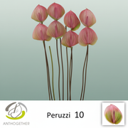 Anthurium Plant