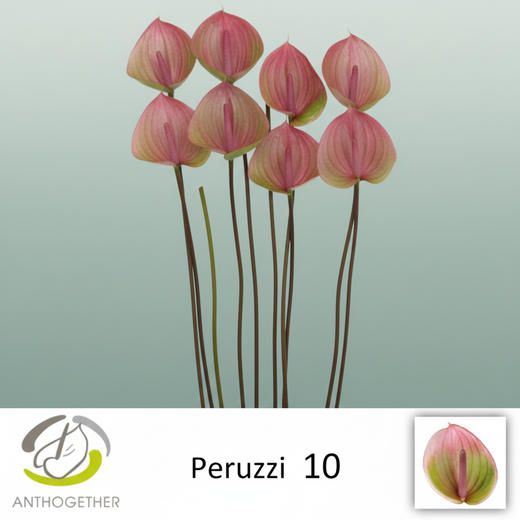 Anthurium Plant