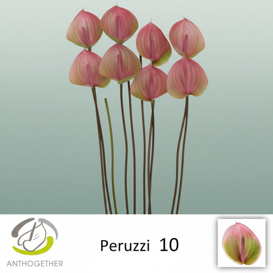 Anthurium Peruzzi