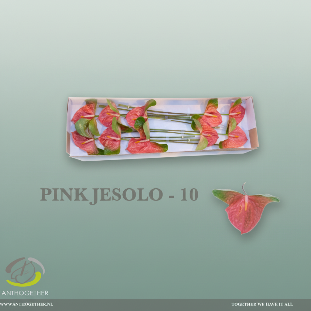 Anthurium Pink Jesolo