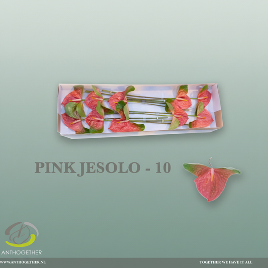 Anthurium Pink Jesolo