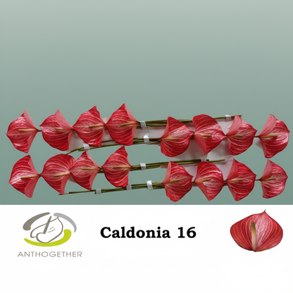 Anthurium Caldonia