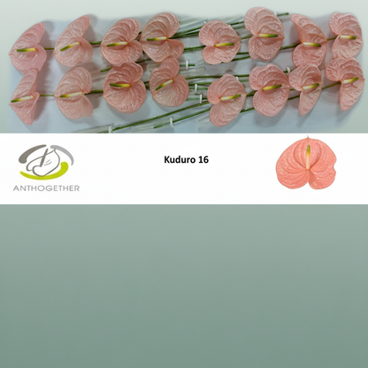 Anthurium Kudoro