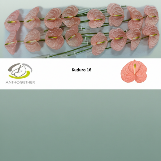 Anthurium Kudoro