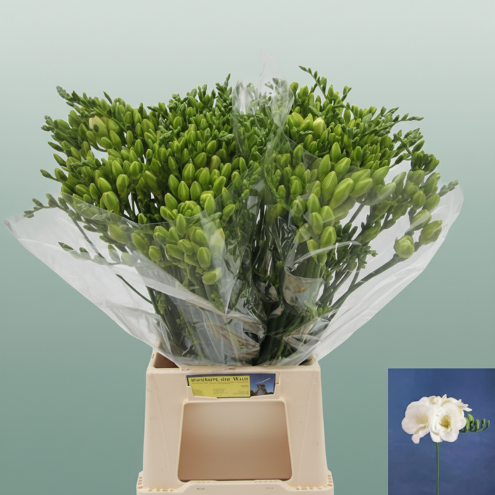 Double Freesia - Freesia - Ricaille