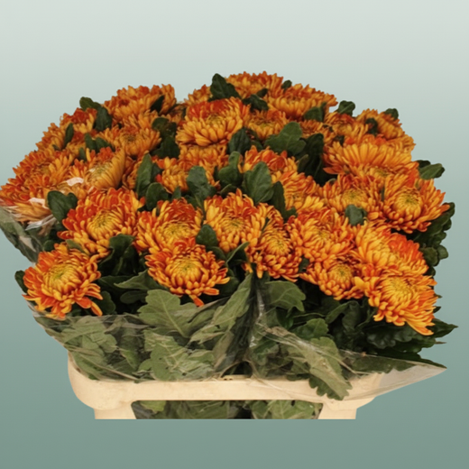 Chrysanthemum G Astro
