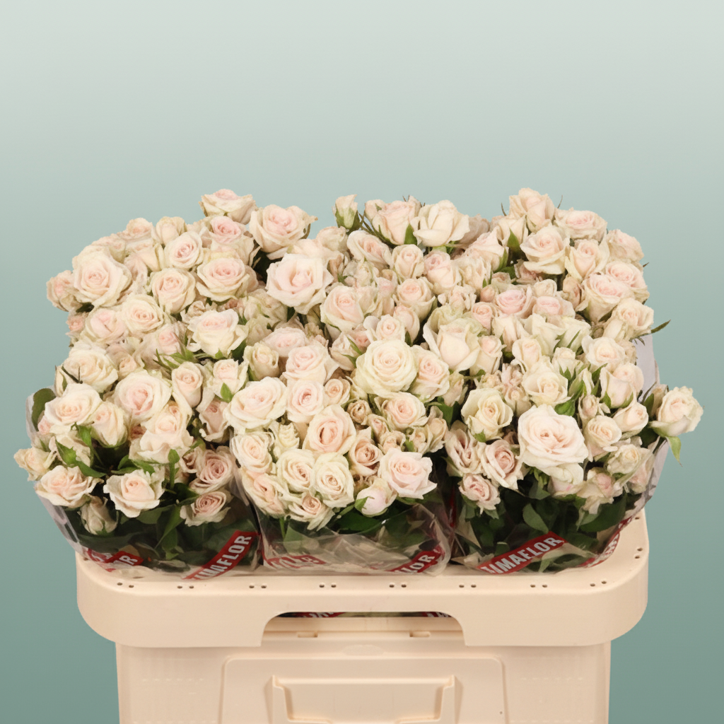 Spray Rose Royal Porcelina