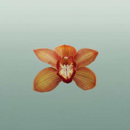 Orchid Cymbidium Oranj Holland