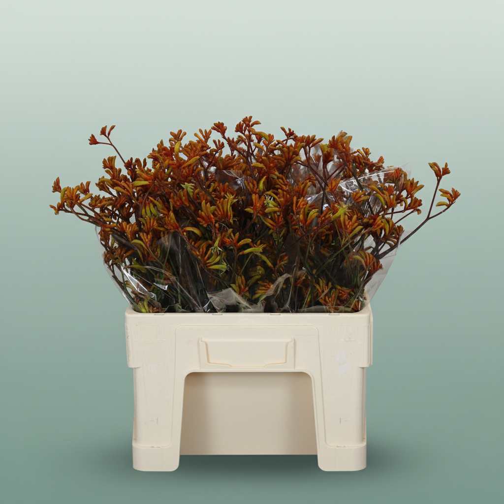 Anigozanthos Bush Sunset