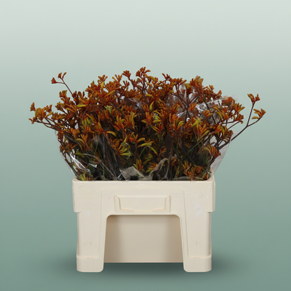 Anigozanthos Bush Sunset