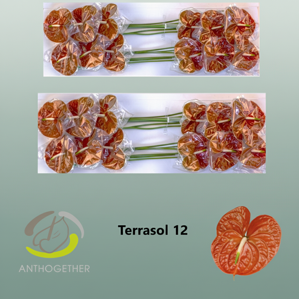 Anthurium Terrasol