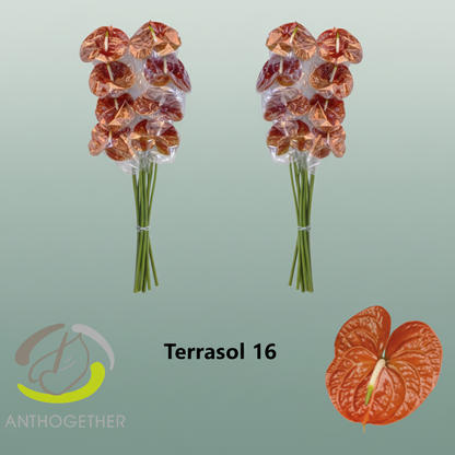 Anthurium Terrasol