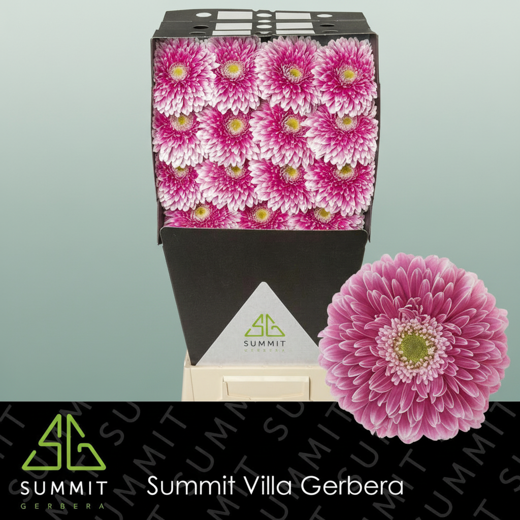 Gerbera Power Ball