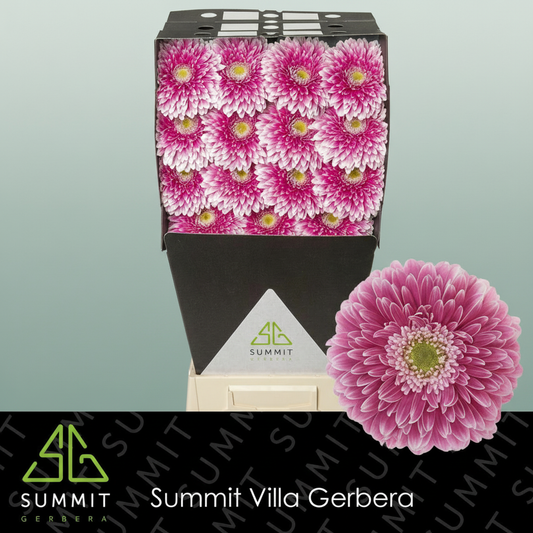 Gerbera Power Ball