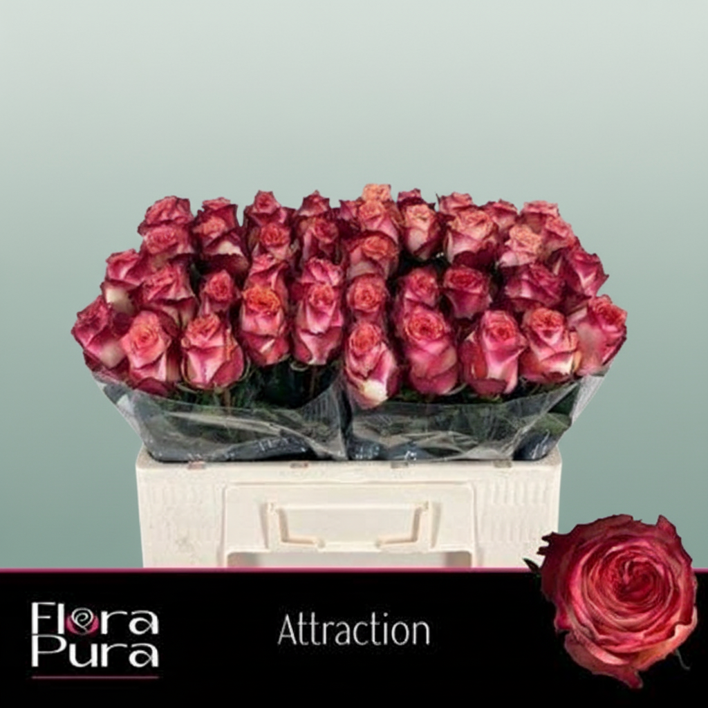 Rose Attraction