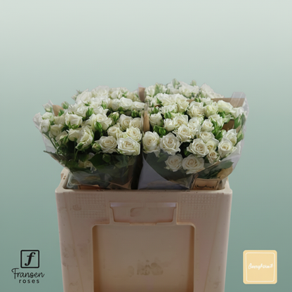 Spray Rose Josephine