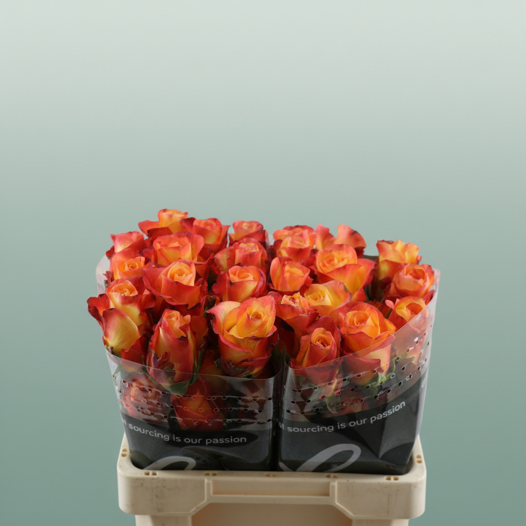 Rose Encanto