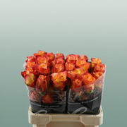 Rose Encanto