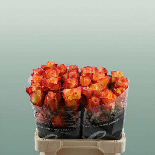 Rose Encanto
