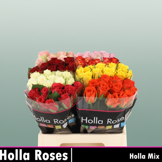 Rose Mixbox Basic Needs