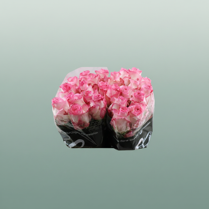 Rose Boulevard
