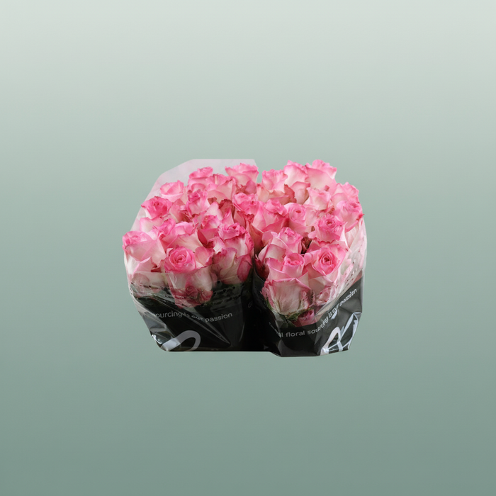 Rose Boulevard