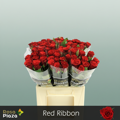 Rose Red Ribbon