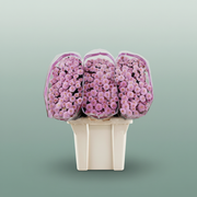 Chrysanthemum Santini Miller Pearl