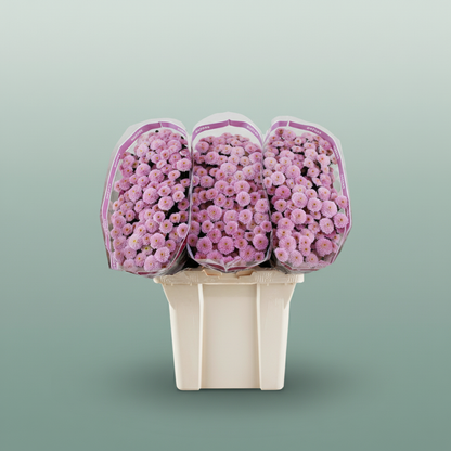 Chrysanthemum Santini Miller Pearl