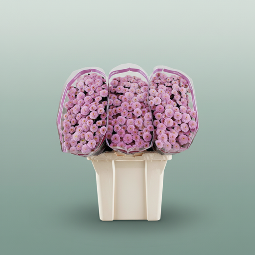 Chrysanthemum Santini Miller Pearl