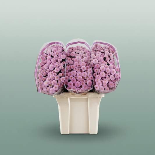 Chrysanthemum Santini Miller Pearl