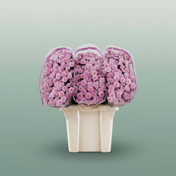 Chrysanthemum Santini Miller Pearl