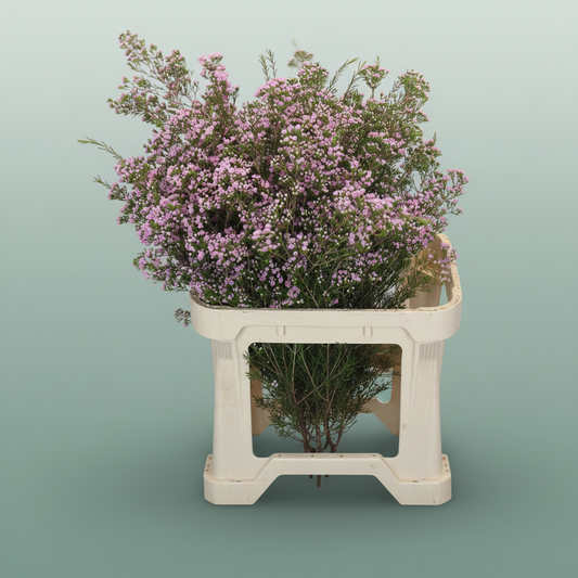 Waxflower Pirouette
