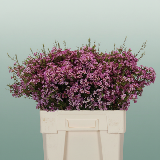 Waxflower Kalbarri