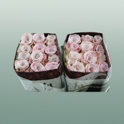 Rose - Faith