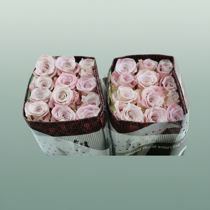 Rose Faith
