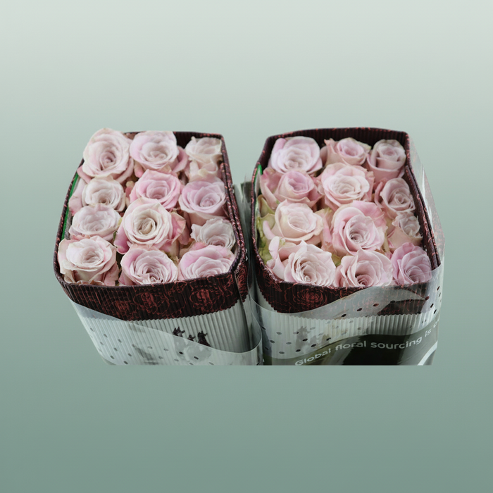 Rose - Faith