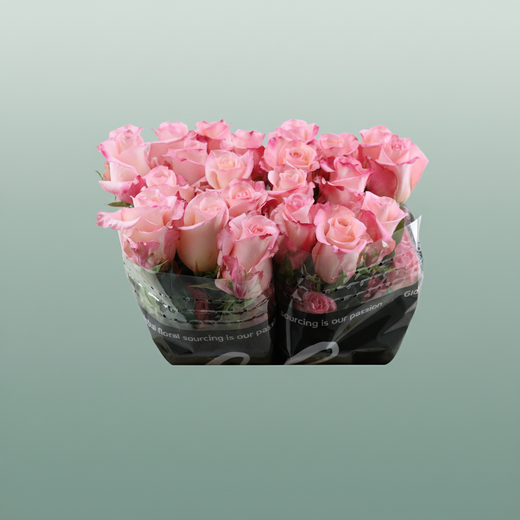 Rose - Rosa - Large Flowered