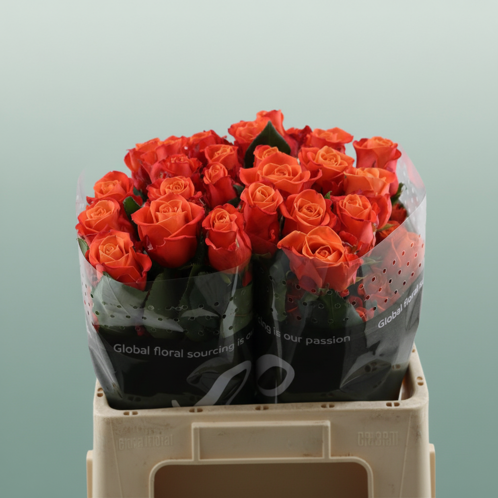 Rose - Rosa - Orange Crush