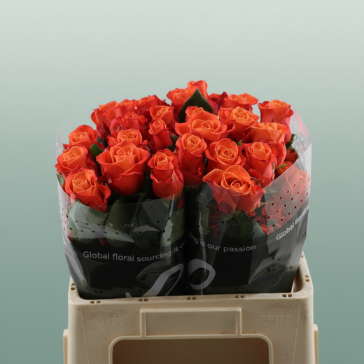 Rose - Rosa - Orange Crush