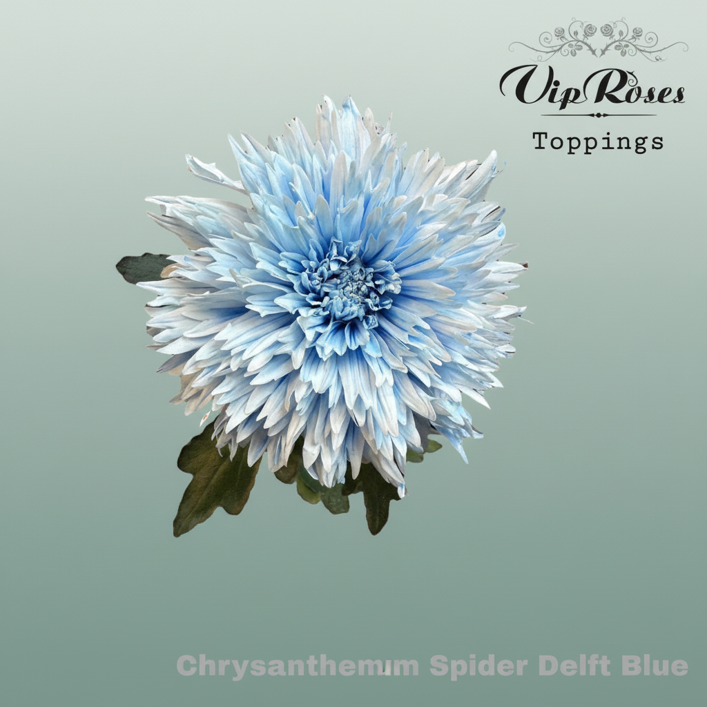 Chrysanthemum G Dyed Spider Delft Blue