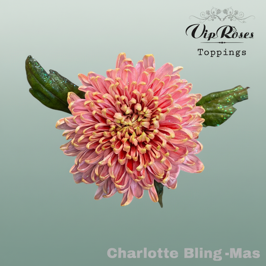 Chrysanthemum G Dyed Charlotte Bling Xmas